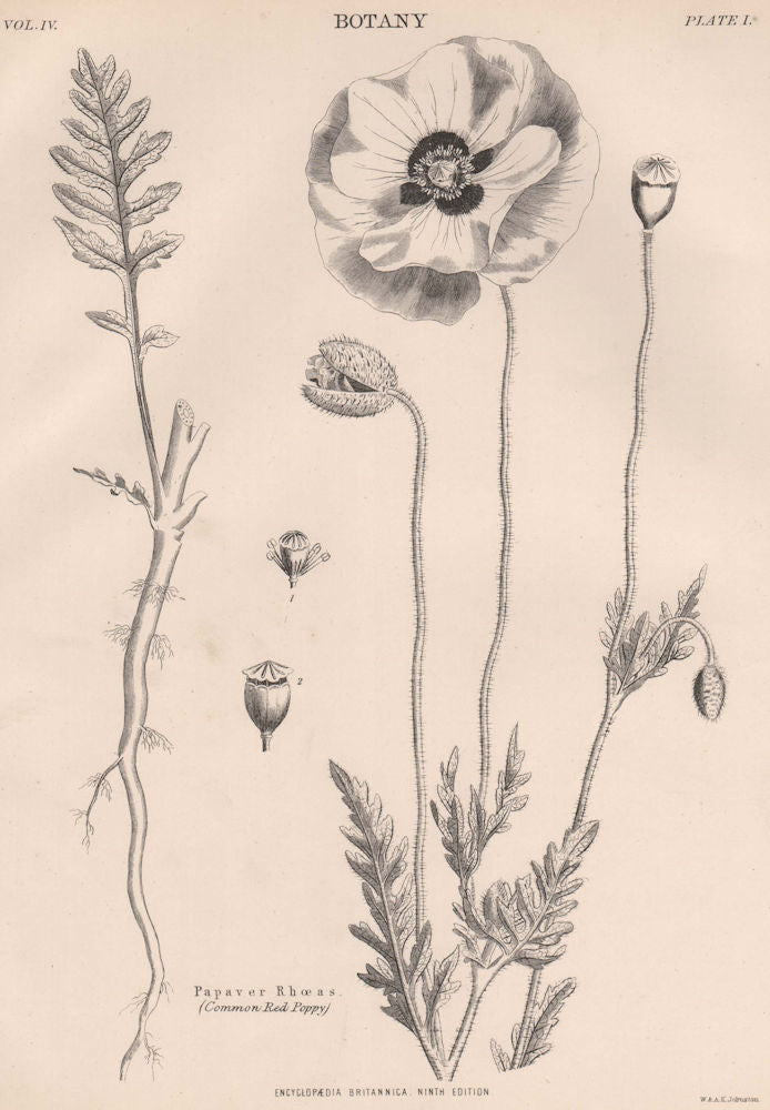 Papaver Rhoeas (Common Red Poppy) 1898 old antique vintage print picture